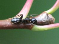 Formicidae, Ameisen