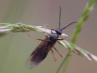 Formicidae, Ameisen