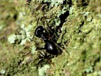 Formicidae, Ameisen