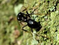 Formicidae, Ameisen