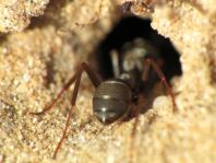 Formicidae, Ameisen