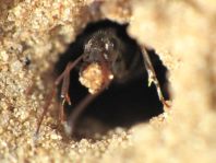 Formicidae, Ameisen