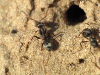 Formicidae, Ameisen