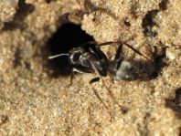 Formicidae, Ameisen