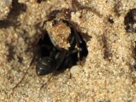 Formicidae, Ameisen