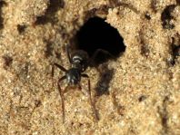 Formicidae, Ameisen
