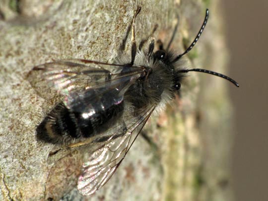 Andrena vaga, Weidensandbiene