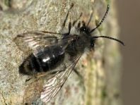 Andrena vaga, Weidensandbiene