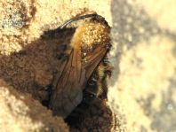 Bienen, Apiformes