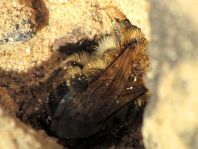 Bienen, Apiformes