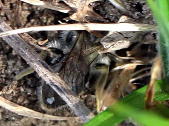 Bienen, Apiformes