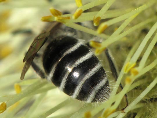 Bienen, Apiformes
