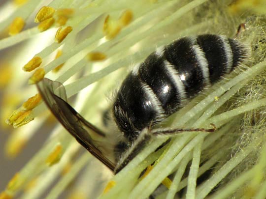 Bienen, Apiformes