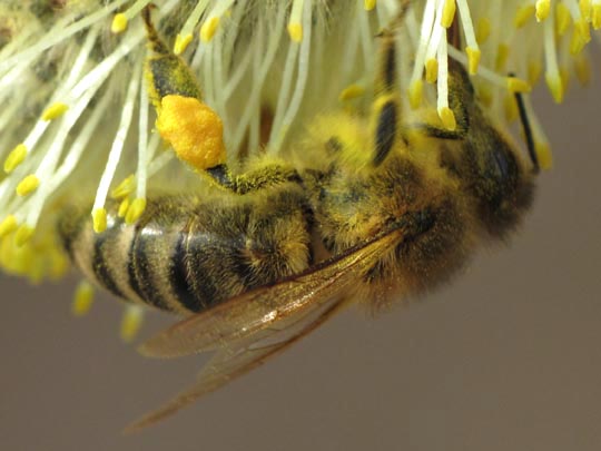 Bienen, Apiformes
