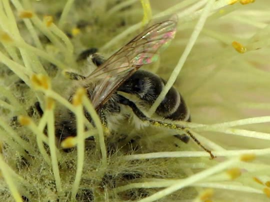 Bienen, Apiformes
