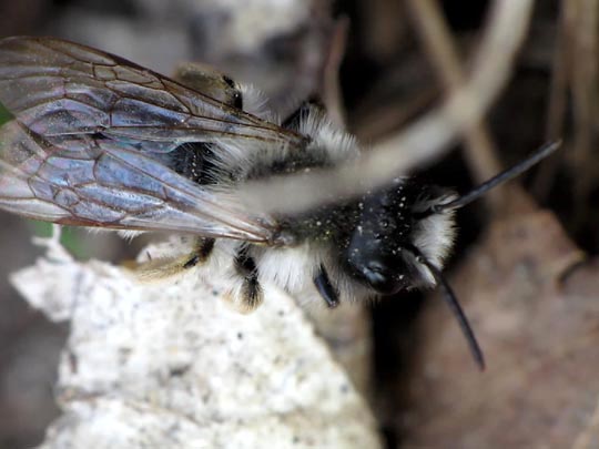 Bienen, Apiformes