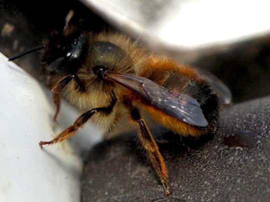 Osmia bicornis, Rote Mauerbiene