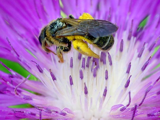 Hosenbiene, Dasypoda hirtipes