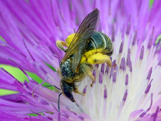 Hosenbiene, Dasypoda hirtipes
