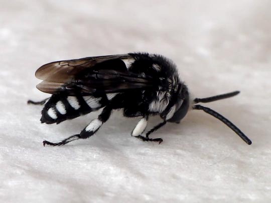 Bienen, Apiformes