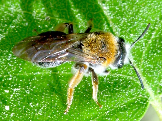 Andrena sp.
