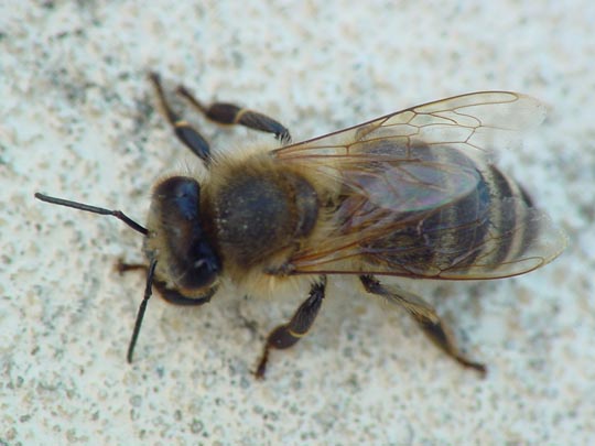 Apis mellifera, Honigbiene