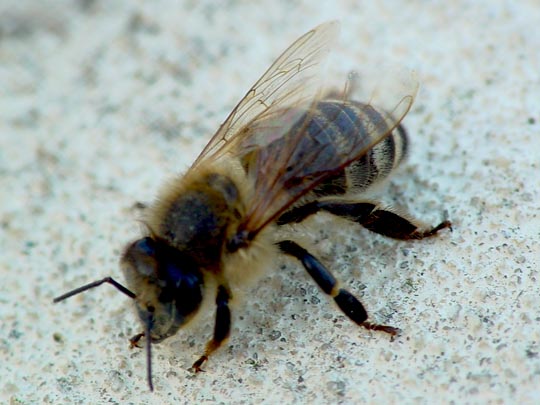Apis mellifera, Honigbiene