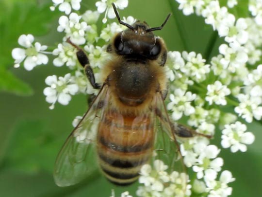 Apis mellifera, Honigbiene