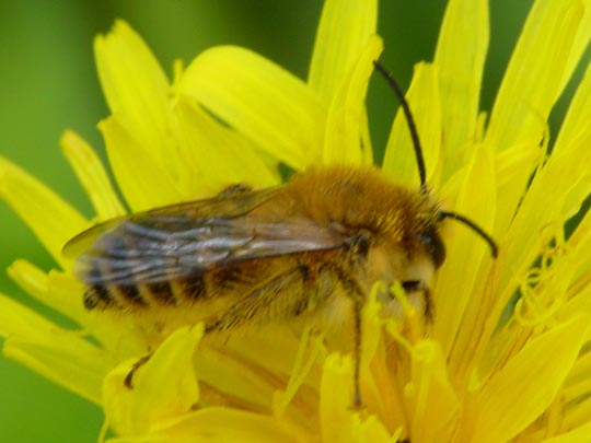 Hosenbiene, Dasypoda hirtipes