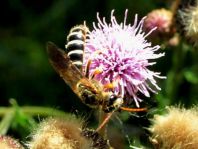 Halictus sp.