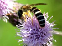 Halictus sp.