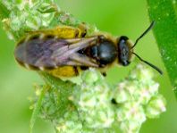 Apis mellifera, Honigbiene
