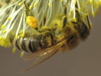 Bienen, Apiformes
