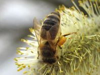 Bienen, Apiformes