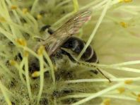 Bienen, Apiformes