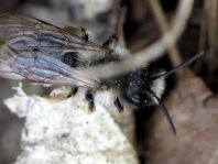 Bienen, Apiformes