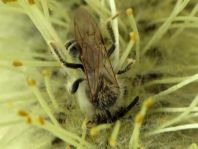 Bienen, Apiformes