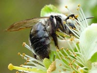 Andrena vaga, Weidensandbiene