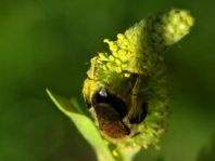 Bienen, Apiformes
