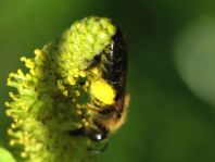 Bienen, Apiformes