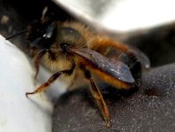 Osmia bicornis, Rote Mauerbiene