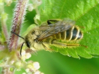 Hosenbiene, Dasypoda hirtipes