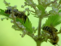 Hosenbiene, Dasypoda hirtipes