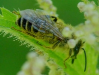 Hosenbiene, Dasypoda hirtipes