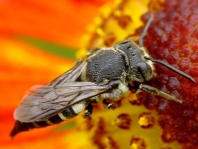 Coelioxys conoidea