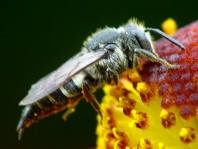 Coelioxys conoidea