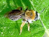 Andrena sp.