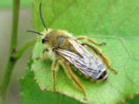 Bienen, Apiformes