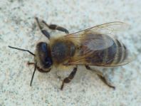Apis mellifera, Honigbiene