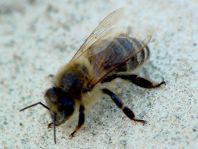 Apis mellifera, Honigbiene